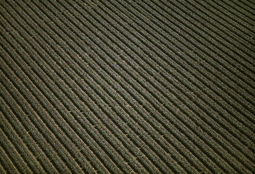 Aerial of red leaf lettuce field