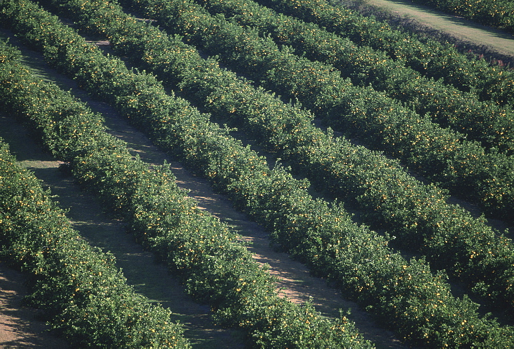 Aerial of orange groves, Florida