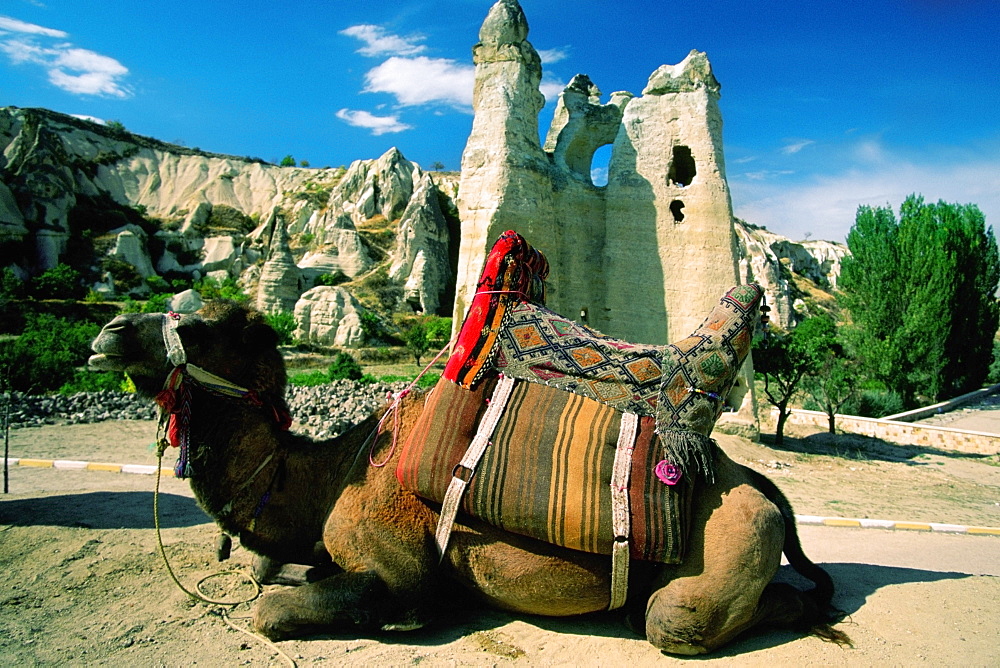 Side profile of a camel sitting near a museum, Goreme Open air Museum, Goreme, Cappadocia, Turkey