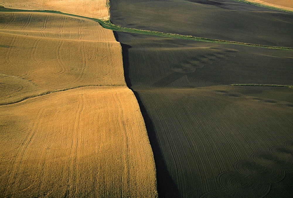 Contour plowed fields of golden wheat, Washington state