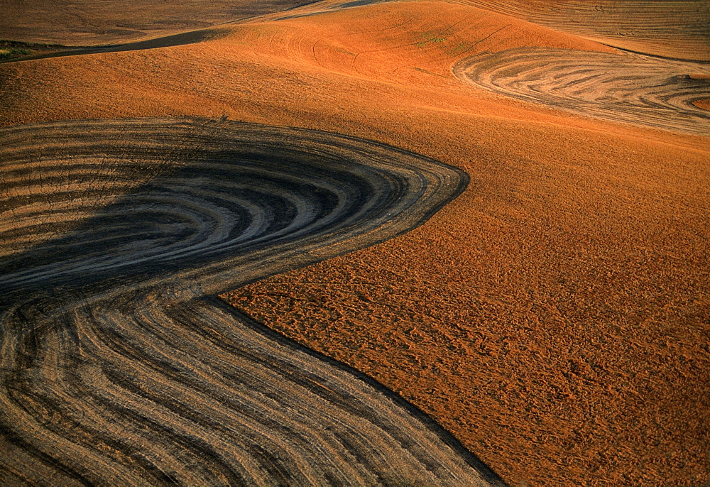 Contour plowed fields of golden wheat, Washington state