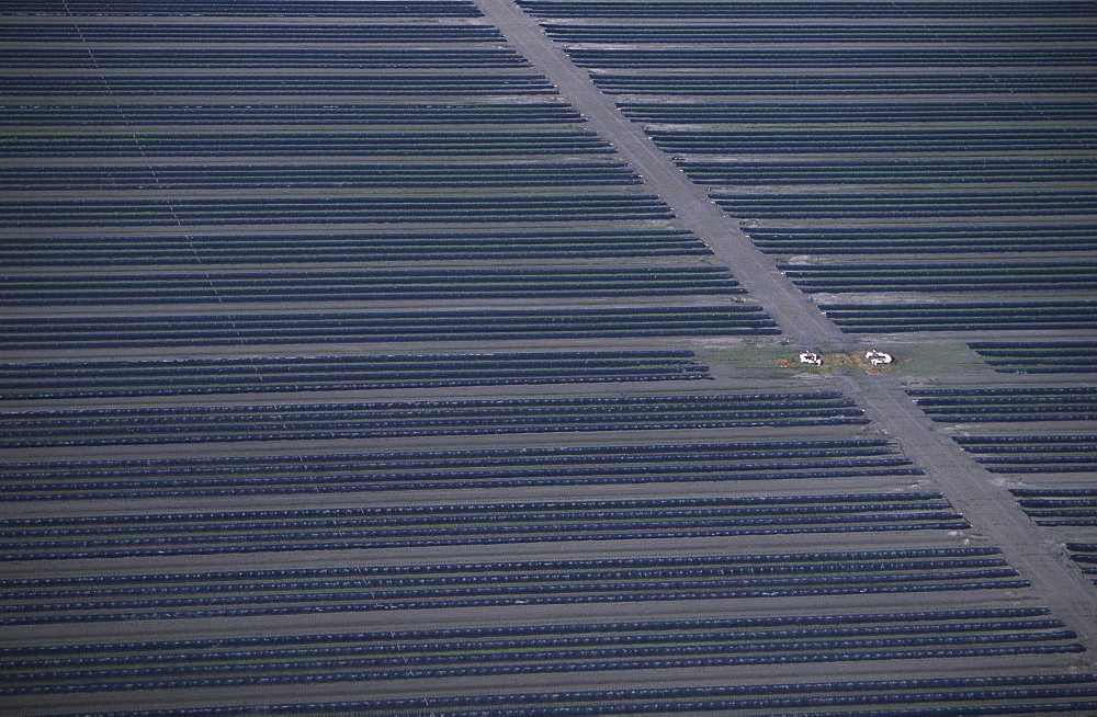 Aerial of strawberry farm, Florida