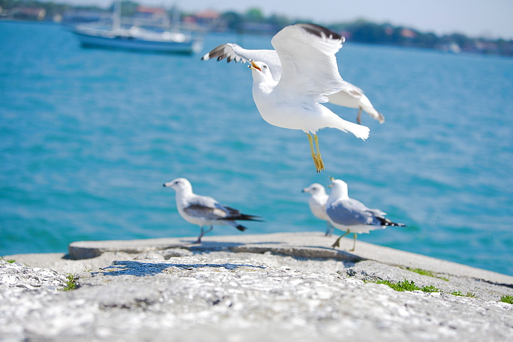 Three birds on a rock and a bird flying, Matanzas Bay, St Augustine, Florida, USA