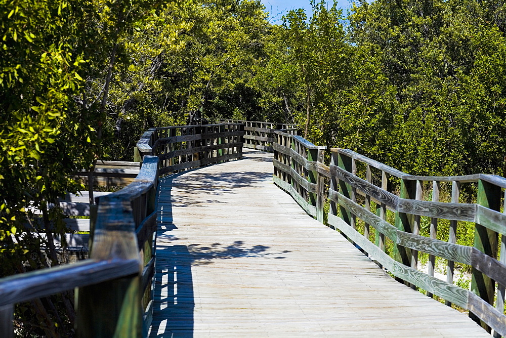 Boardwalk in the forest, Tropical Hardwood Hammock, Florida Keys, Florida, USA