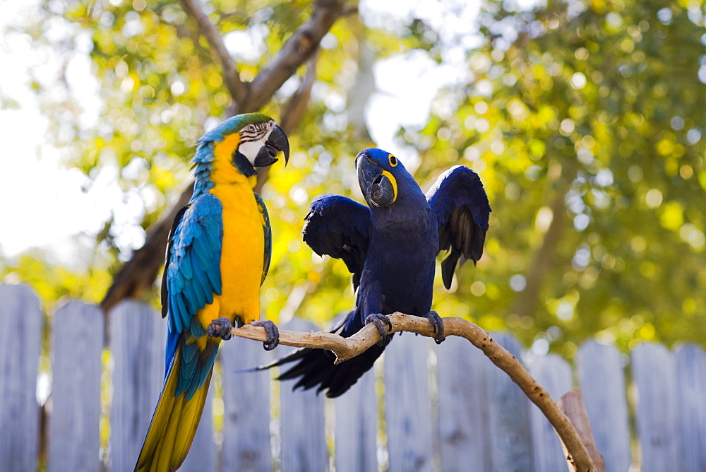 Blue-And-Yellow macaw (Ara Ararauna) with a Hyacinth macaw (Anodorhynchus hyacinthus) perching on a branch, Florida Keys, Florida, USA