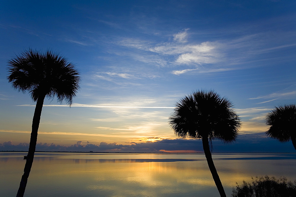 Silhouette of palm trees at dusk, St. Augustine Beach, Florida, USA