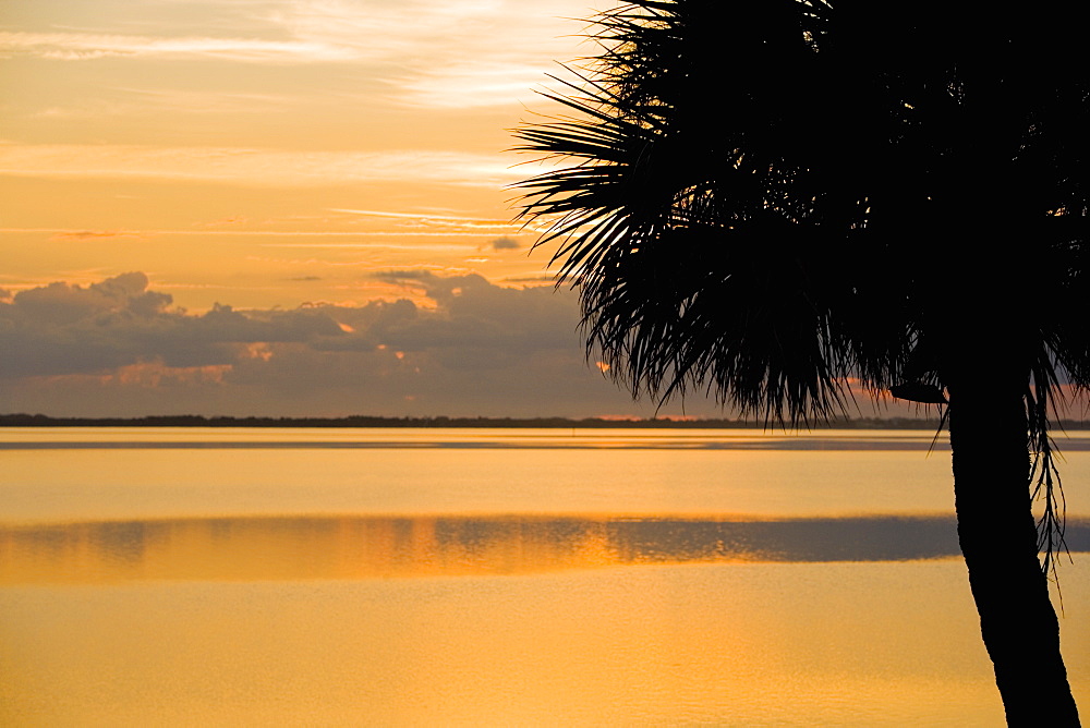 Silhouette of a palm tree at dusk, St. Augustine Beach, Florida, USA