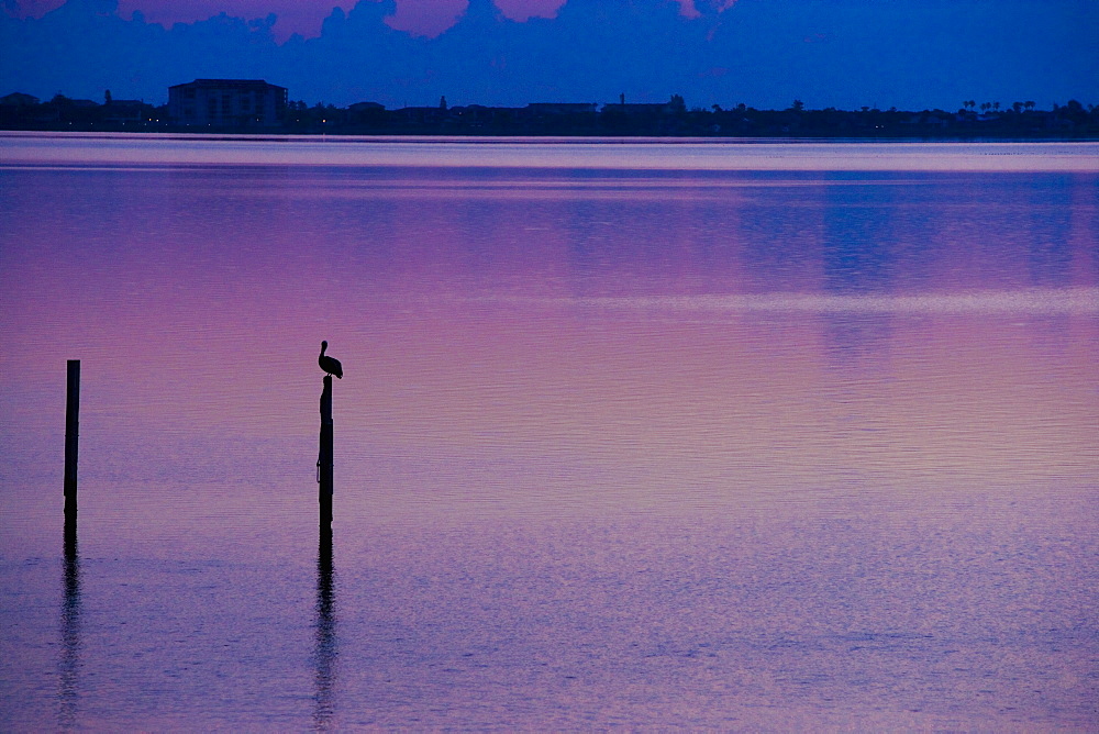 Silhouette of a bird perching on a wooden post in the sea, St. Augustine Beach, Florida, USA