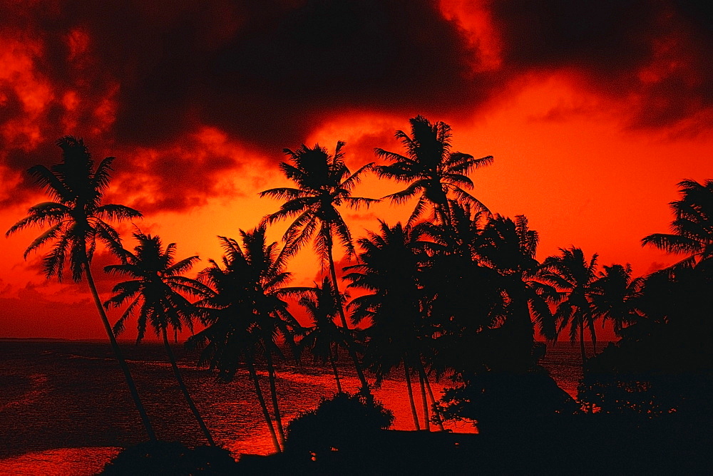 Silhouette of palm tree at dusk, Majuro, Marshall Islands