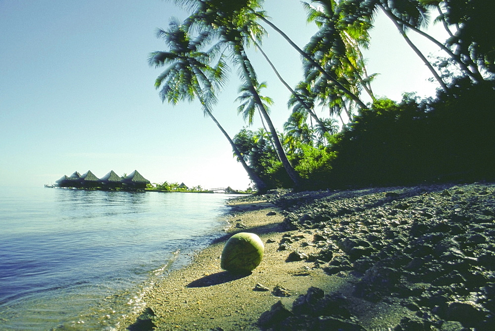 Close-up of a coconut on the beach, Papeete, Tahiti, Society Islands, French Polynesia