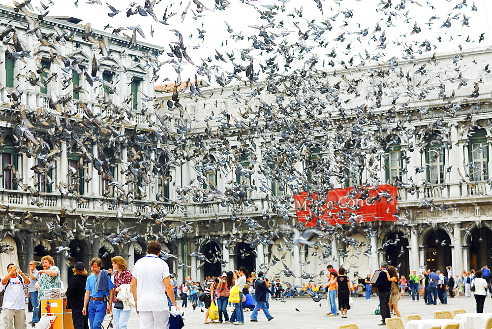 Pigeons flying in front of a building, St. Mark's Square, Venice, Italy