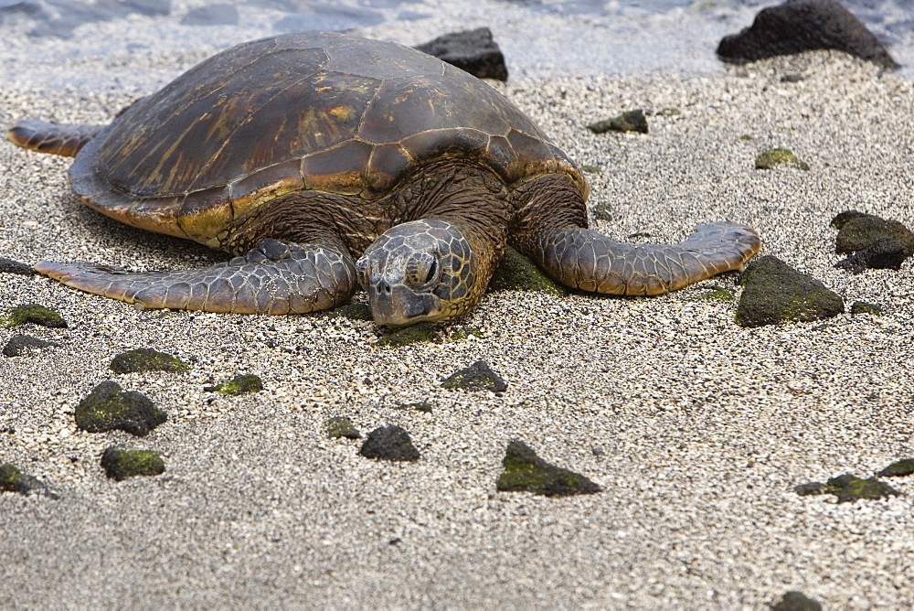 Close-up of a tortoise on the beach, Puuhonua O Honaunau National Historical Park, Kona Coast, Big Island, Hawaii Islands, USA