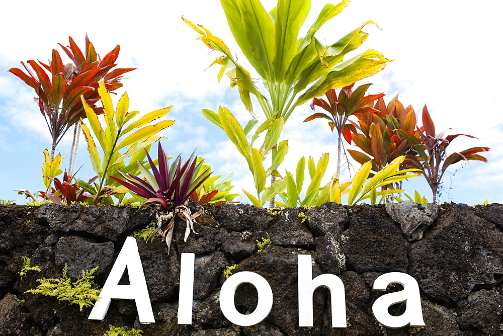 Low angle view of plants growing on a stone wall, Hilo, Big Island, Hawaii Islands, USA