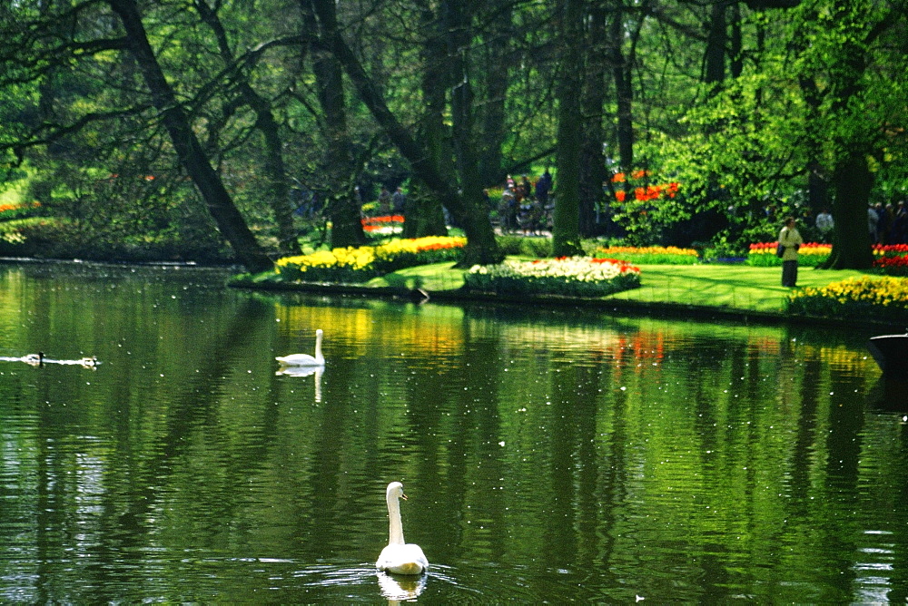 Two swans in a pond, Keukenhof Gardens, Lisse, Netherlands