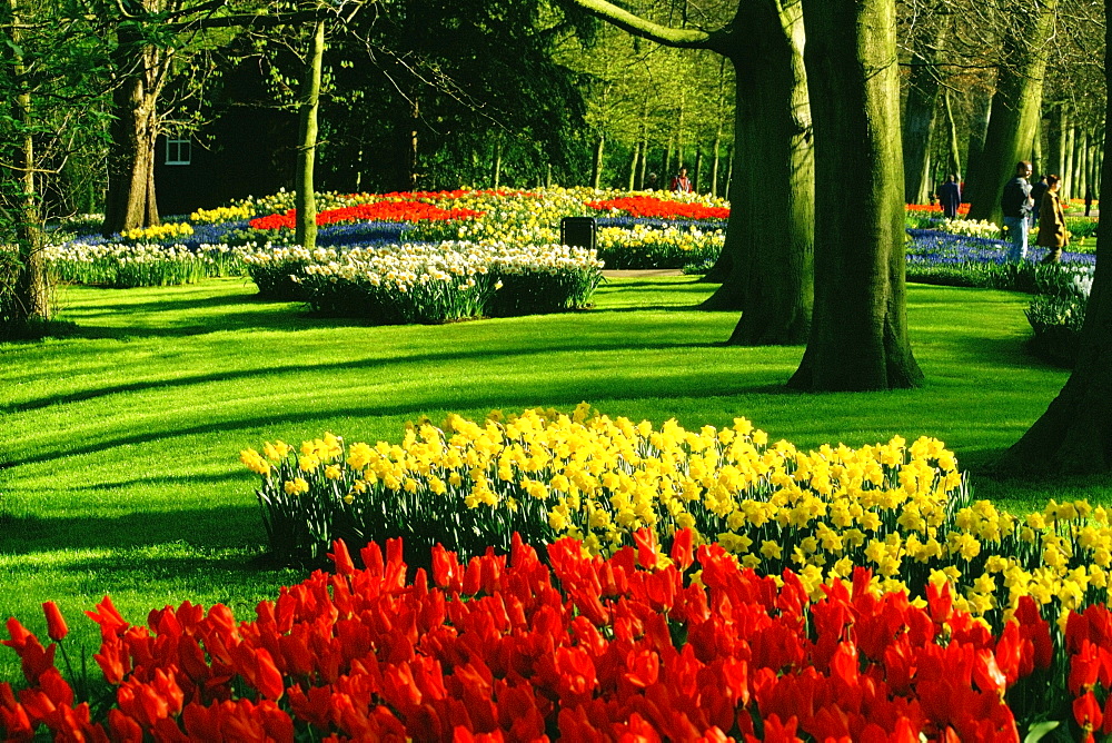 Tulip growing in a garden, Keukenhof Gardens, Lisse, Netherlands