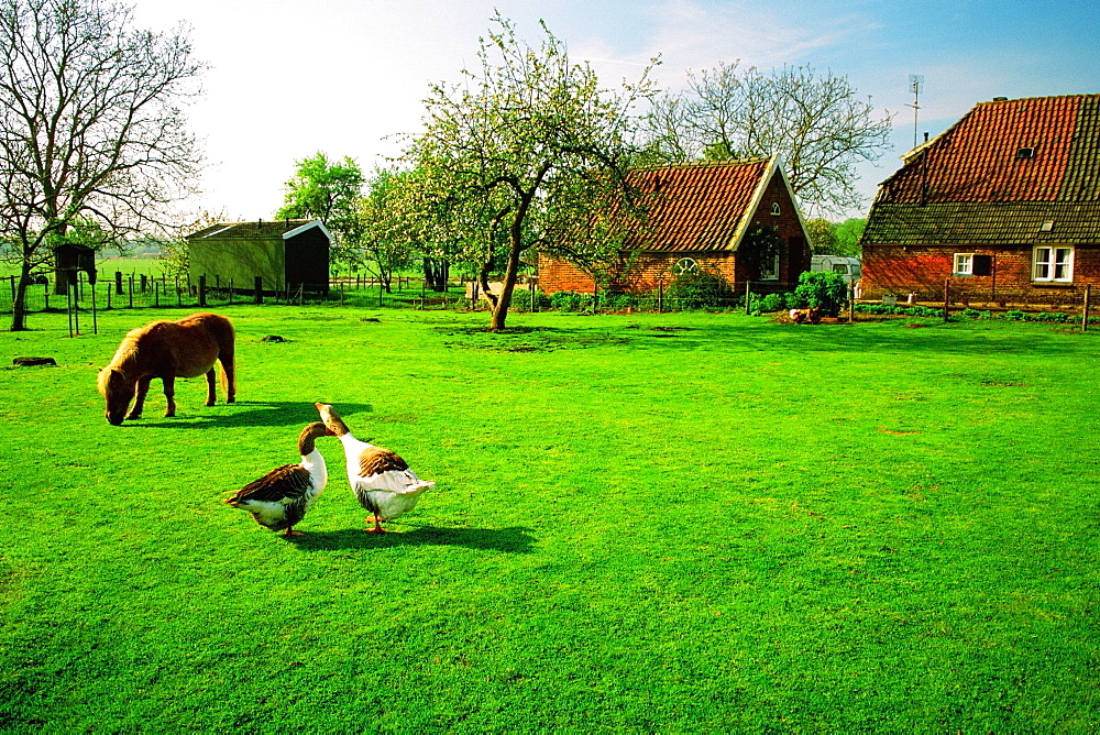 Horse and two ducks on a farm, Bronkhorst, Netherlands