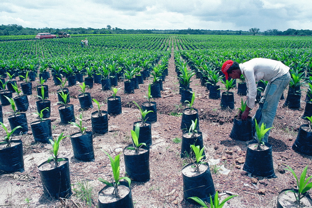 Palm oil farm, Belem, Brazil