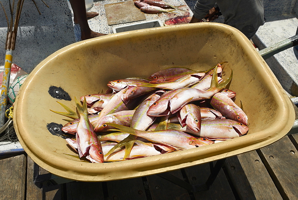 Dead fish in a container, Lovebird's Bridge, Providencia, Providencia y Santa Catalina, San Andres y Providencia Department, Colombia