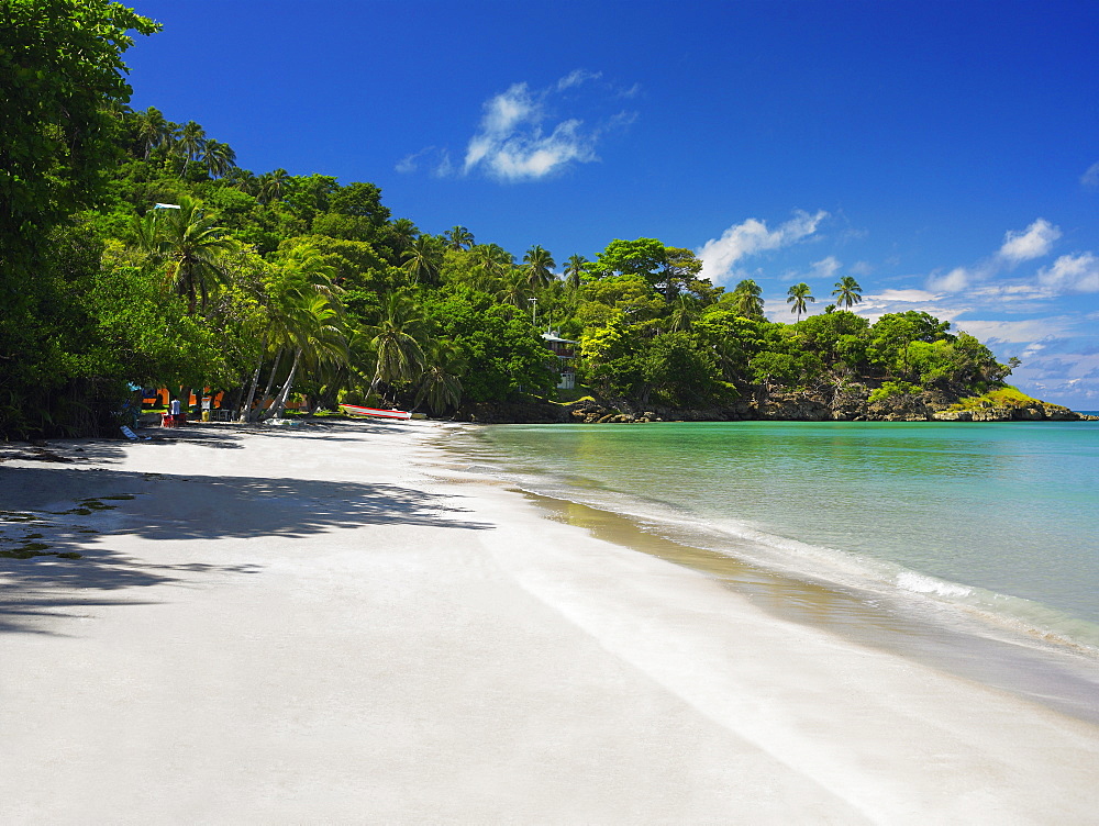 Trees on the beach, Providencia, Providencia y Santa Catalina, San Andres y Providencia Department, Colombia