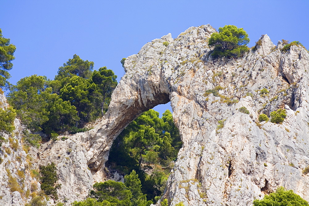 Low angle view of trees near rock formations, Capri, Campania, Italy