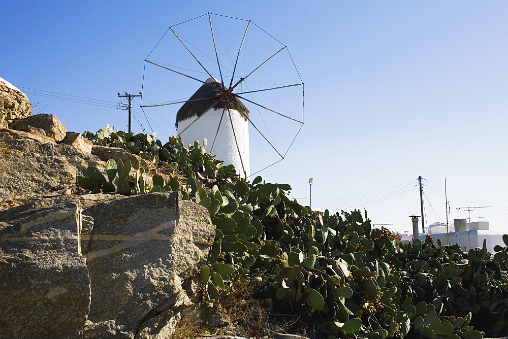 Low angle view of cactus plants in front of a traditional windmill, Mykonos, Cyclades Islands, Greece