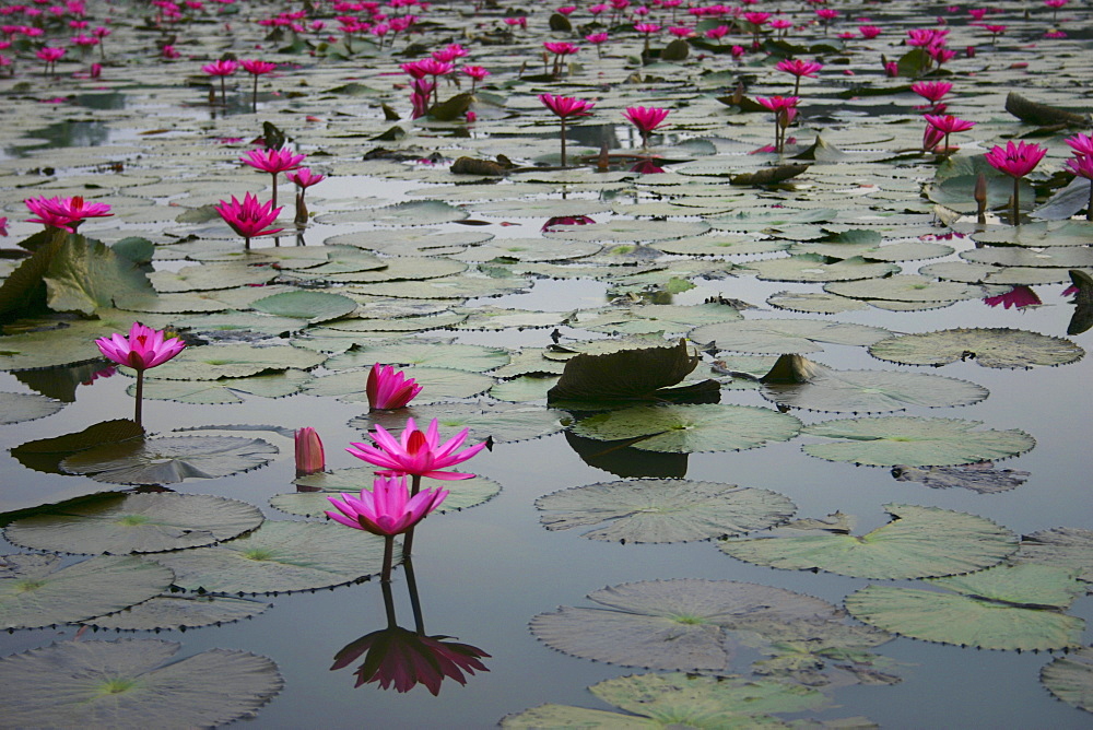 Close-up of water lilies in a pond, Angkor Wat, Siem Reap, Cambodia