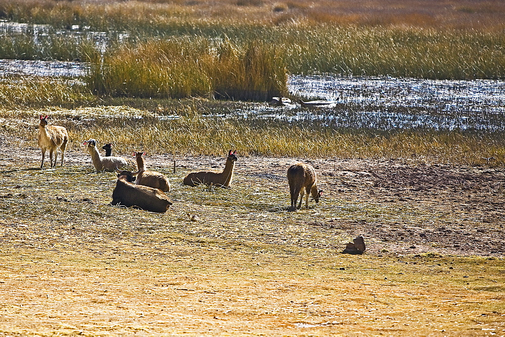 Herd of llamas (Lama glama) in a field, Cuzco, Peru