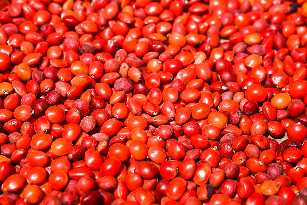 Close-up of seeds of Huayruro, Pisaq, Cuzco, Peru