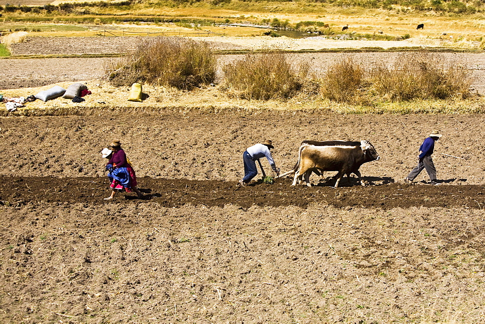 Side profile of a farmer ploughing a field with oxen, Puno, Cuzco, Peru