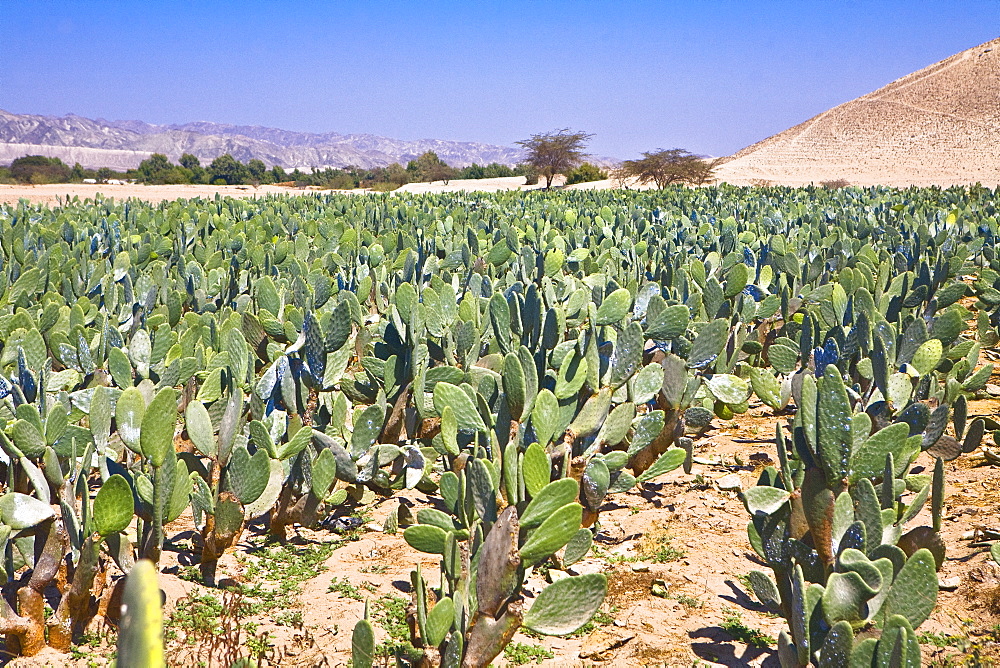 Cactus (Opuntia cochenillifera) crop in a field, Nazca, Peru