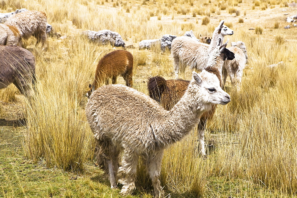 Llamas (Lama glama) with alpacas (Lama pacos) and sheep grazing in a pasture, Peru