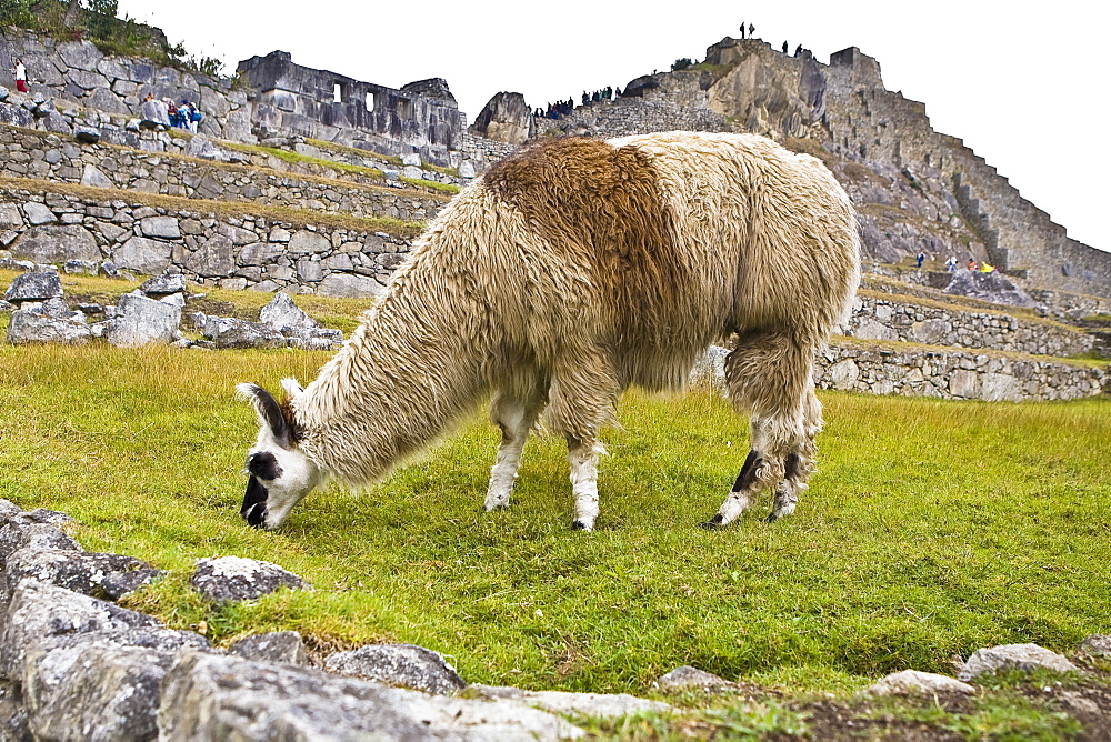 Llama (Lama glama) grazing near old ruins of buildings, Machu Picchu, Cusco Region, Peru