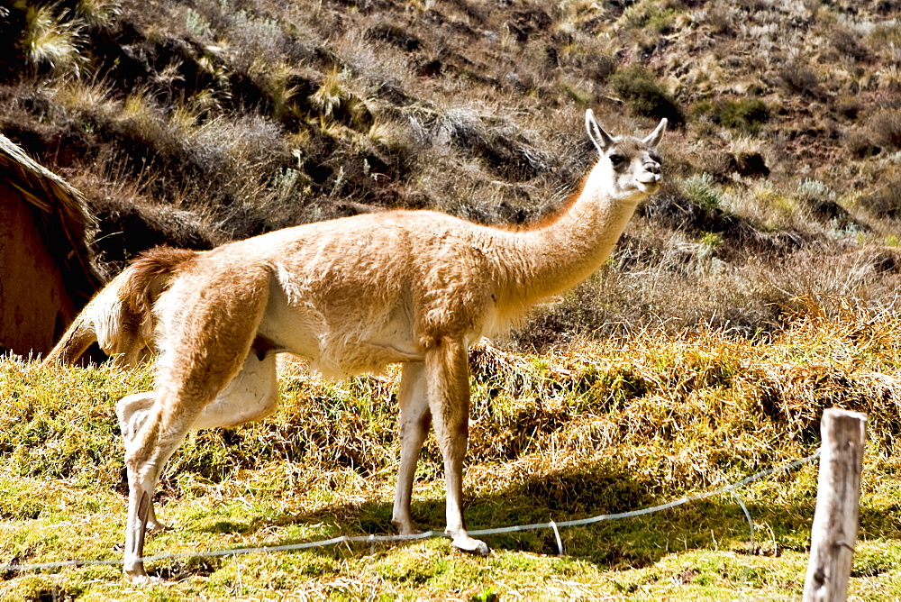 Close-up of a vicuna, Aguanacancha, Peru