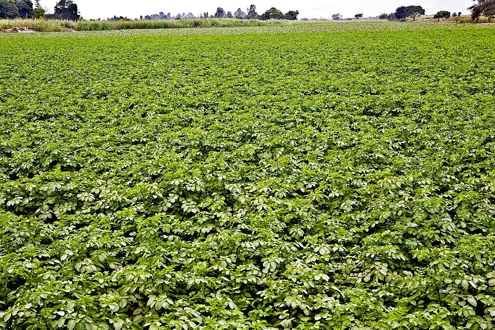 Potato crop in a field, Ica, Ica Region, Peru