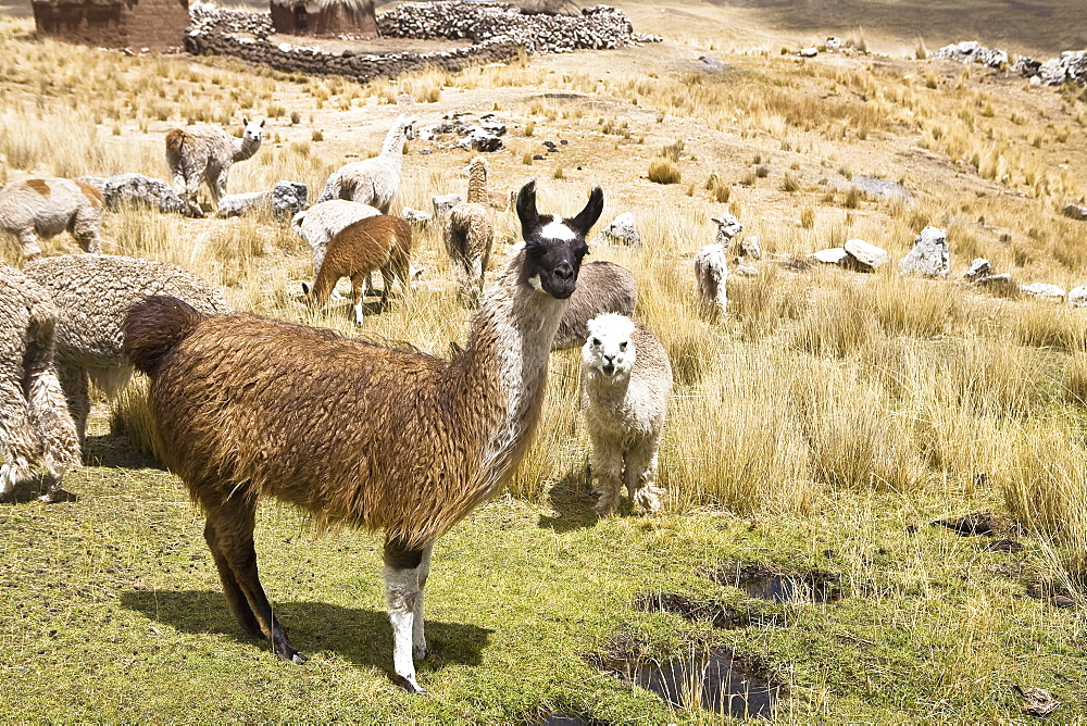 Llamas (Lama glama) with alpacas (Lama pacos) and sheep grazing in a pasture, Peru