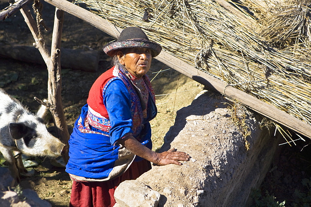 High angle view of a senior woman standing with a pig in a barn, Coshnirua, Peru