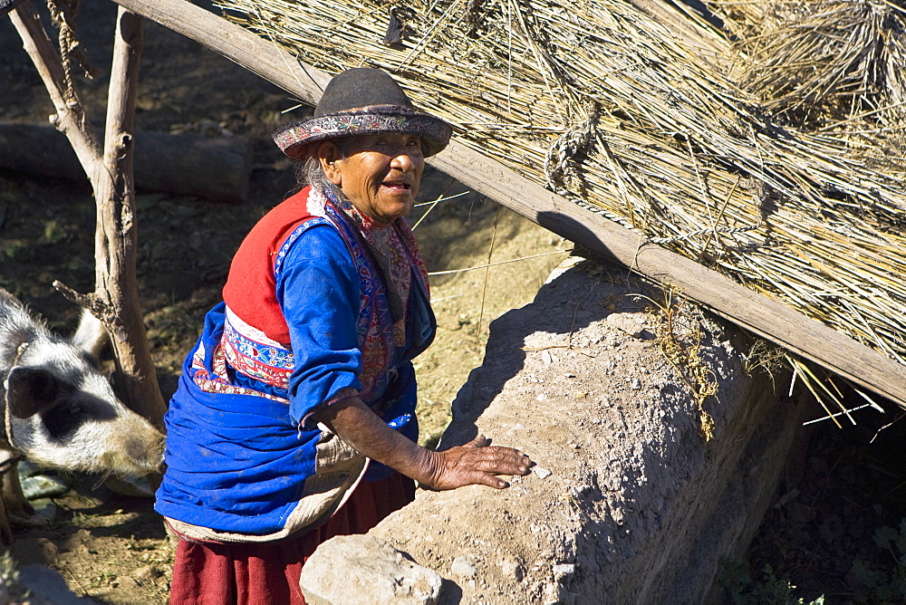 High angle view of a senior woman standing with a pig in a barn, Peru