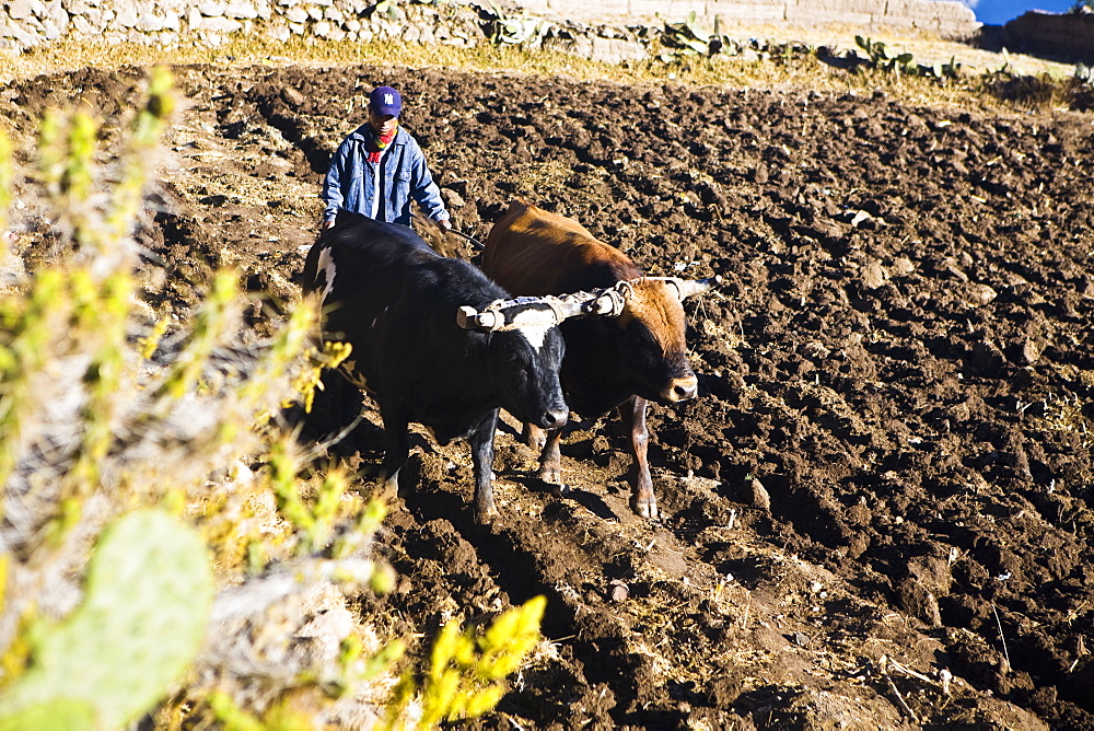 Farmer ploughing a field, Cabanaconde, Chivay, Arequipa, Peru