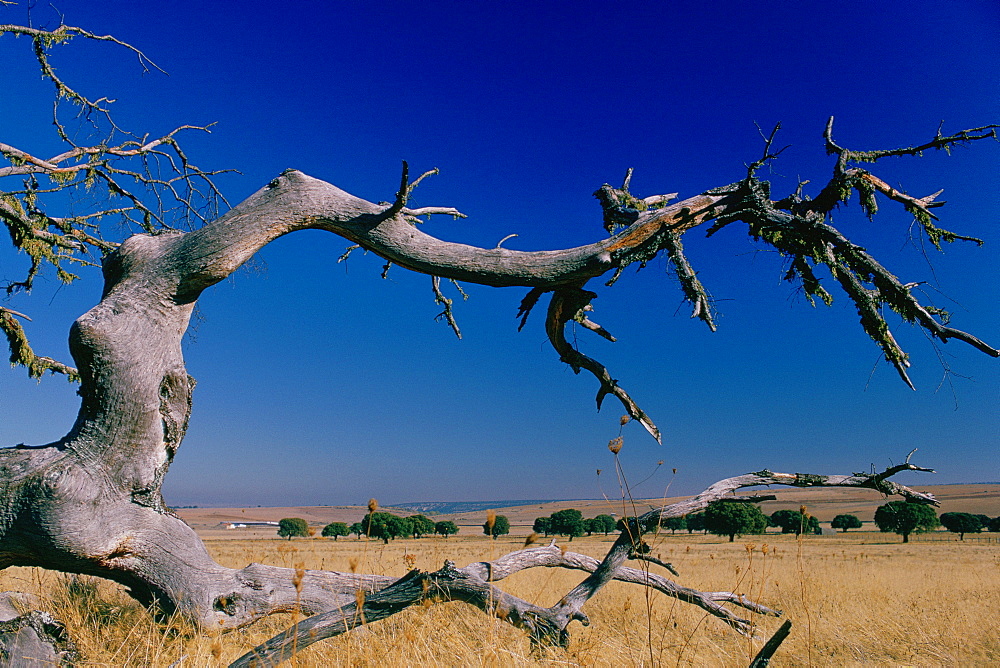 Close-up of a bare tree, Extremadura, Spain