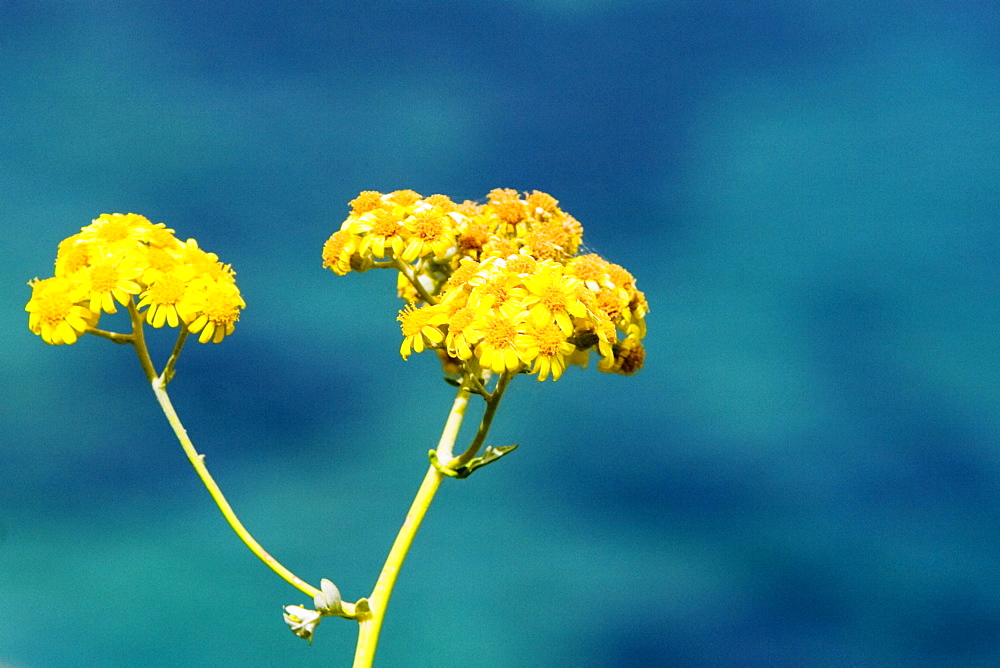 Close-up of flowers, Sorrento, Sorrentine Peninsula, Naples Province, Campania, Italy