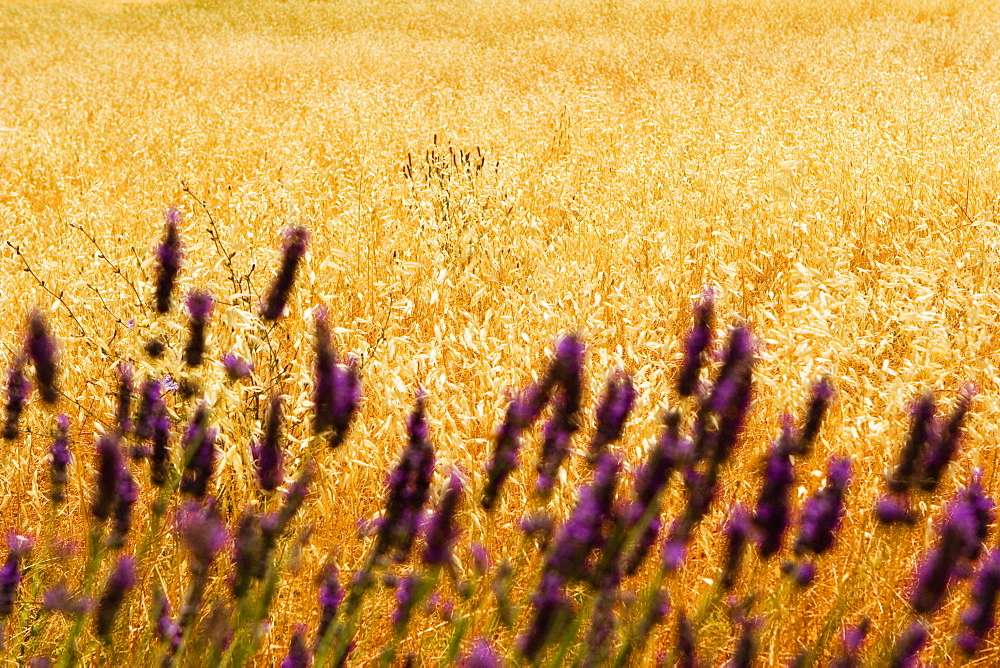 Lavender flowers in a field, Siena Province, Tuscany, Italy