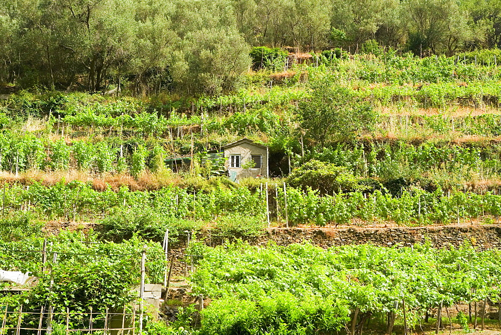 High angle view of a vineyard, Cinque Terre National Park, La Spezia, Liguria, Italy