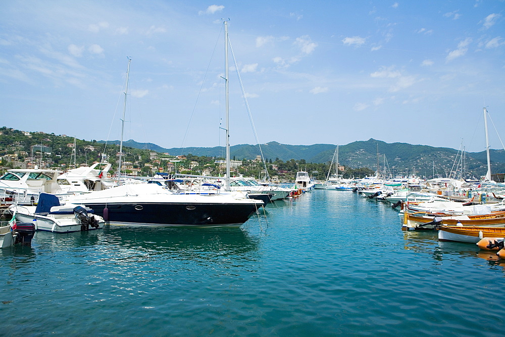 Boats at a harbor, Italian Riviera, Santa Margherita Ligure, Genoa, Liguria, Italy