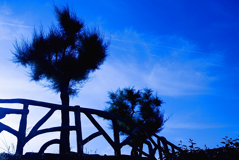 Silhouette of trees, Port Des Pecheurs, Biarritz, France