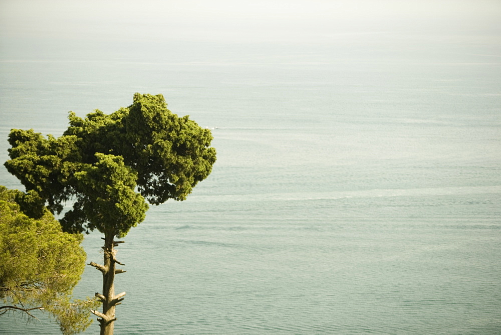 Trees at the seaside, Costiera Amalfitana, Salerno, Campania, Italy