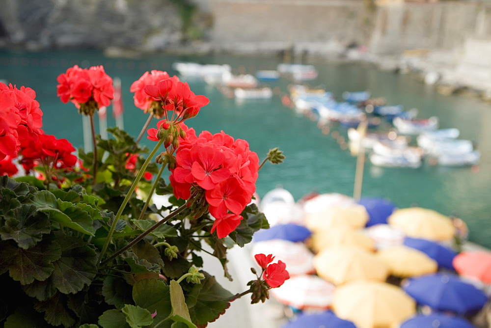Close-up of flower on plant, Italian Riviera, Cinque Terre National Park, Il Porticciolo, Vernazza, La Spezia, Liguria, Italy