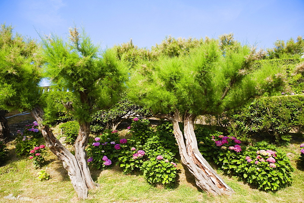 Trees and plants in a garden, Biarritz, Basque Country, Pyrenees-Atlantiques, Aquitaine, France
