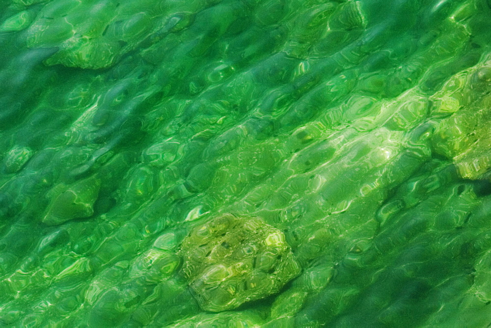 High angle view of rocks underwater, Bay of Naples, Sorrento, Sorrentine Peninsula, Naples Province, Campania, Italy