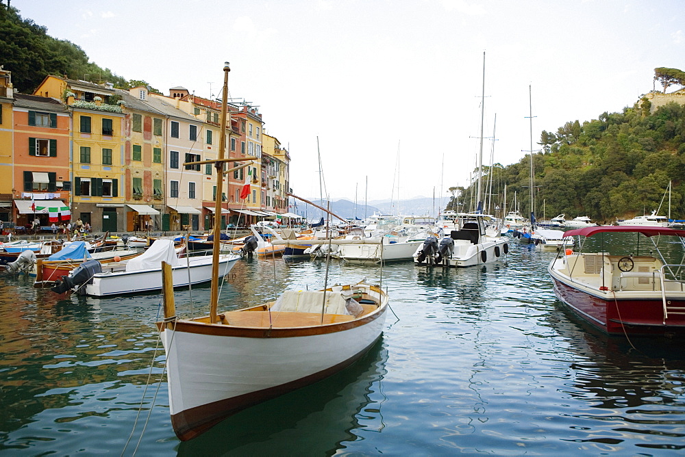 Boats moored at a harbor, Italian Riviera, Portofino, Genoa, Liguria, Italy