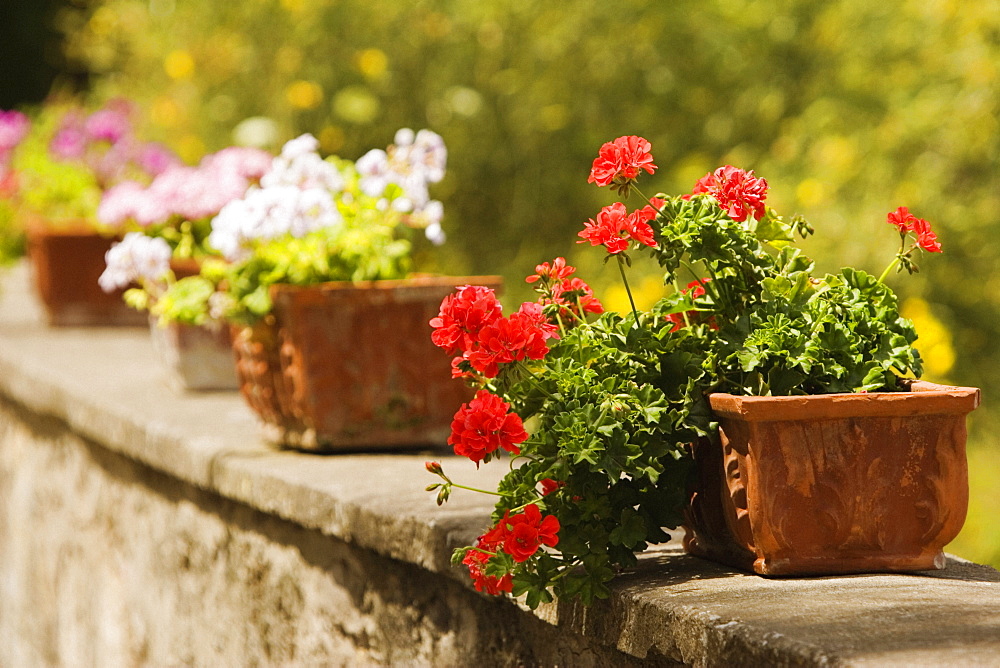 Potted plants on the wall, Sorrento, Sorrentine Peninsula, Naples Province, Campania, Italy